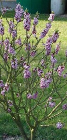 Ad:  dulaptalotu-daphne-mezereum.jpg
G�sterim: 1459
Boyut:  21.2 KB