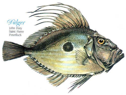 Ad:  dulger-baligi.jpg
Gsterim: 412
Boyut:  38.2 KB