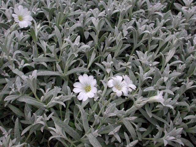 Ad:  no77crc3.jpg
Gsterim: 619
Boyut:  56.8 KB