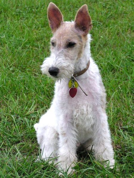 Ad:  450px-Fox_Terrier_Alex.jpg
Gsterim: 286
Boyut:  68.2 KB