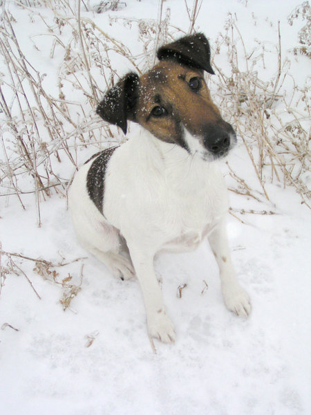 Ad:  450px-Fox_terrier_smooth.jpg
Gsterim: 425
Boyut:  62.0 KB