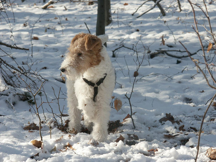 Ad:  Foxterrier_im_Wald_(Winter).jpg
Gsterim: 293
Boyut:  80.3 KB