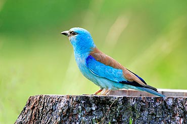 Ad:  5891_Kopia KRASKA_TB.jpg
Gsterim: 317
Boyut:  19.2 KB