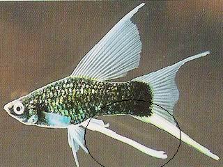 Ad:  SiyahKilic.jpg
Gsterim: 1002
Boyut:  29.8 KB