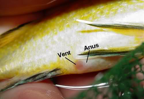 Ad:  dii ans.jpg
Gsterim: 1090
Boyut:  17.5 KB