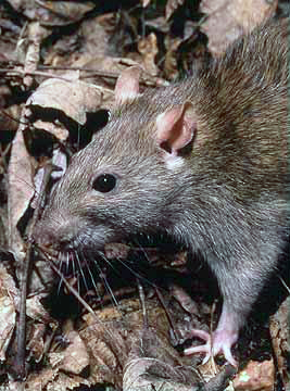 Ad:  Rattus_norvegicus_1.jpg
Gsterim: 1170
Boyut:  119.6 KB