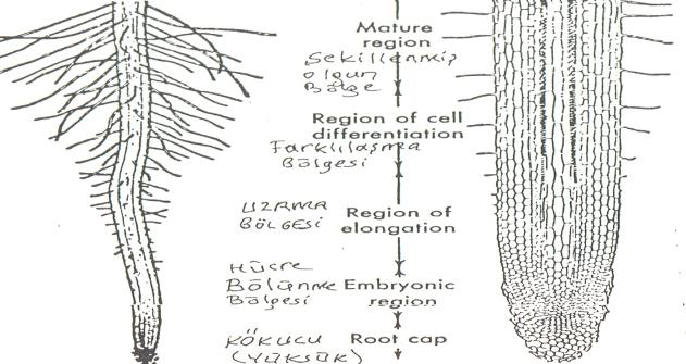 Ad: kök.png
Gösterim: 5020
Boyut: 204.4 KB Ad: kök.png
Gösterim: 5020
Boyut: 204.4 KB