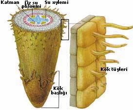 Ad: kök1.png
Gösterim: 3470
Boyut: 85.5 KB Ad: kök1.png
Gösterim: 3470
Boyut: 85.5 KB