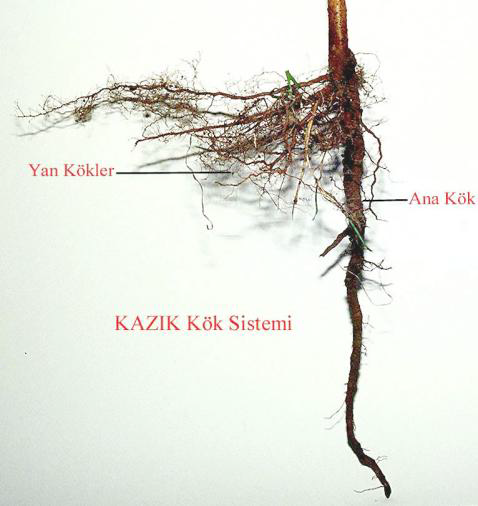 Ad: kök2.png
Gösterim: 4573
Boyut: 220.6 KB Ad: kök2.png
Gösterim: 4573
Boyut: 220.6 KB