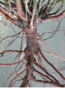 Ad: kök3.png
Gösterim: 3078
Boyut: 122.3 KB Ad: kök3.png
Gösterim: 3078
Boyut: 122.3 KB