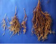 Ad: kök4.png
Gösterim: 2700
Boyut: 50.2 KB Ad: kök4.png
Gösterim: 2700
Boyut: 50.2 KB