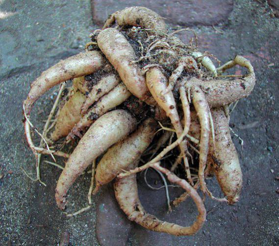 Ad: kök5.png
Gösterim: 3102
Boyut: 558.8 KB Ad: kök5.png
Gösterim: 3102
Boyut: 558.8 KB