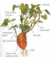 Ad: kök6.png
Gösterim: 3090
Boyut: 60.2 KB Ad: kök6.png
Gösterim: 3090
Boyut: 60.2 KB