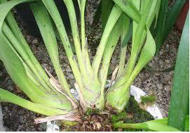 Ad: kök7.png
Gösterim: 2734
Boyut: 104.8 KB Ad: kök7.png
Gösterim: 2734
Boyut: 104.8 KB