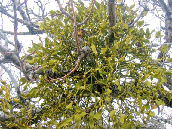 Ad: kök8.png
Gösterim: 3141
Boyut: 516.5 KB Ad: kök8.png
Gösterim: 3141
Boyut: 516.5 KB