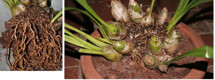 Ad: kök9.jpg
Gösterim: 2582
Boyut: 44.5 KB Ad: kök9.jpg
Gösterim: 2582
Boyut: 44.5 KB