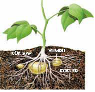 Ad: kök10.png
Gösterim: 2542
Boyut: 55.0 KB Ad: kök10.png
Gösterim: 2542
Boyut: 55.0 KB