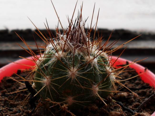 Ad: kök11.png
Gösterim: 2476
Boyut: 454.3 KB Ad: kök11.png
Gösterim: 2476
Boyut: 454.3 KB