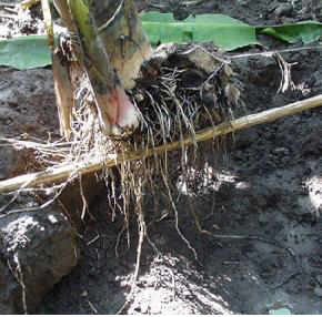 Ad: kök13.png
Gösterim: 2403
Boyut: 165.6 KB Ad: kök13.png
Gösterim: 2403
Boyut: 165.6 KB