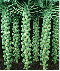 Ad:  Brksel LAhanas2.png
Gsterim: 3528
Boyut:  133.9 KB