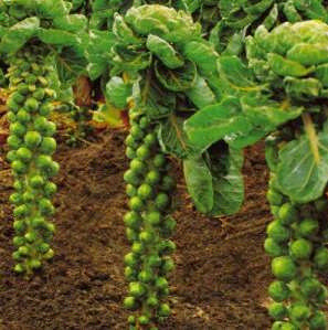 Ad:  Brksel LAhanas5.png
Gsterim: 2841
Boyut:  185.1 KB