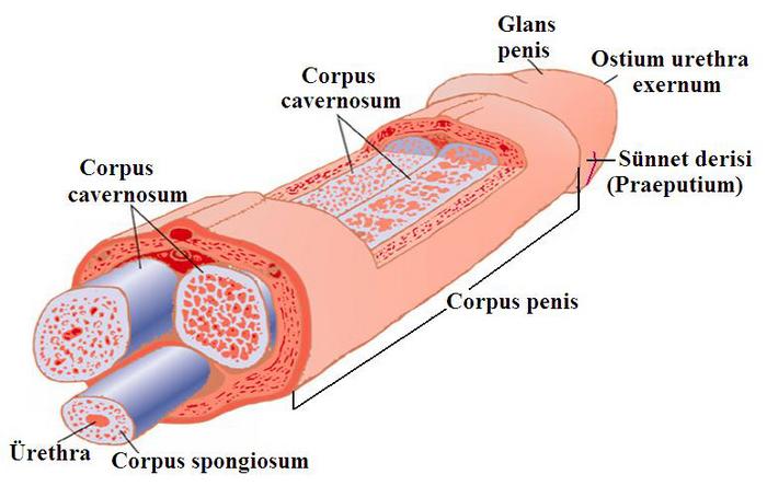 Ad:  reme1.jpg
Gsterim: 7581
Boyut:  39.1 KB