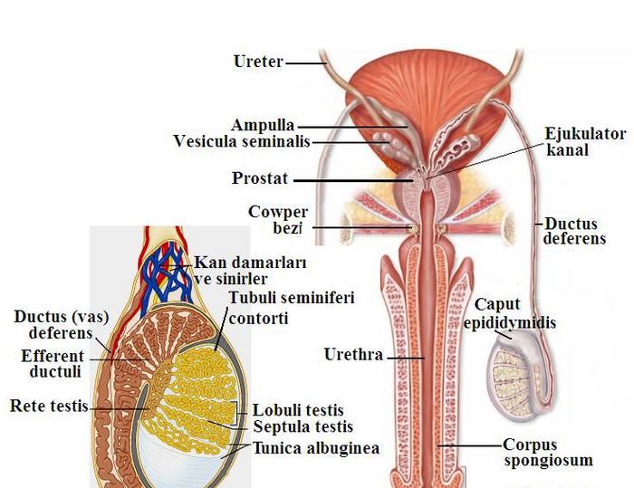 Ad:  reme2.jpg
Gsterim: 6976
Boyut:  61.5 KB