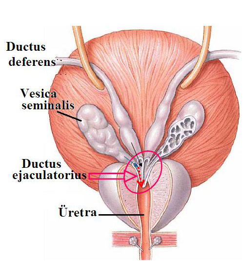 Ad:  reme3.png
Gsterim: 8204
Boyut:  321.5 KB