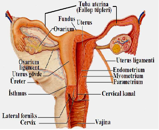 Ad:  reme3.png
Gsterim: 11843
Boyut:  275.6 KB