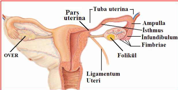 Ad:  reme4.png
Gsterim: 9799
Boyut:  182.7 KB