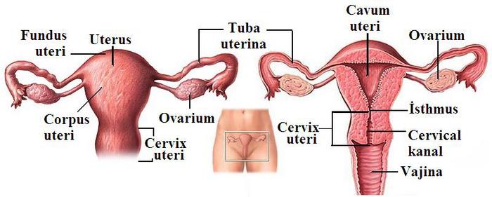 Ad:  reme5.jpg
Gsterim: 5937
Boyut:  34.8 KB