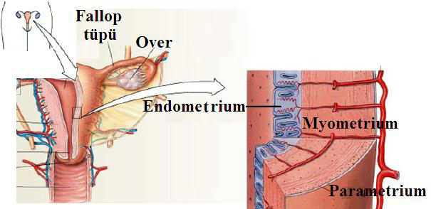 Ad:  reme6.png
Gsterim: 4578
Boyut:  204.2 KB