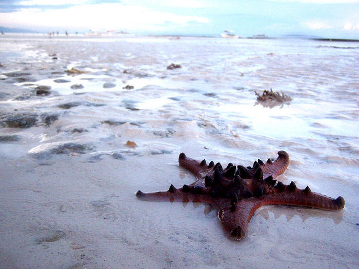 Ad:  Asteroidea_by_digimurder.jpg
Gsterim: 369
Boyut:  71.1 KB