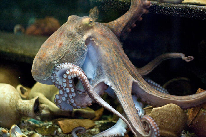 Ad:  Octopus.jpg
Gsterim: 715
Boyut:  69.5 KB