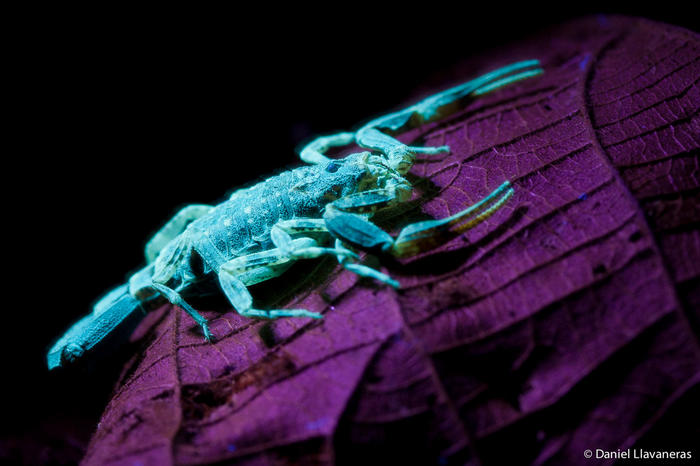 Ad:  Akrep.jpg
Gsterim: 517
Boyut:  51.3 KB