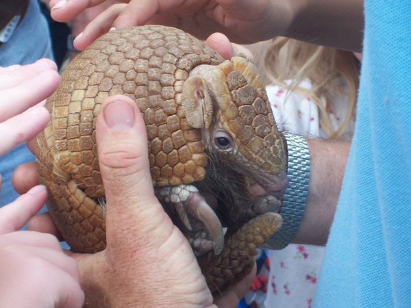 Ad:  Armadillo.jpg
G�sterim: 320
Boyut:  56.9 KB