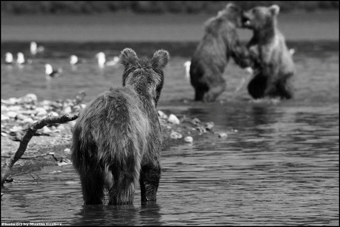 Ad:  Ayi.jpg
Gsterim: 288
Boyut:  51.9 KB