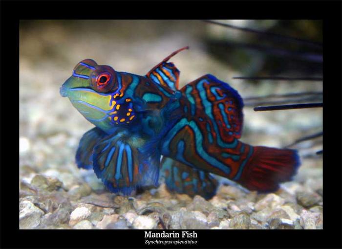 Ad:  Mandarin_Fish.jpg
Gsterim: 444
Boyut:  41.8 KB