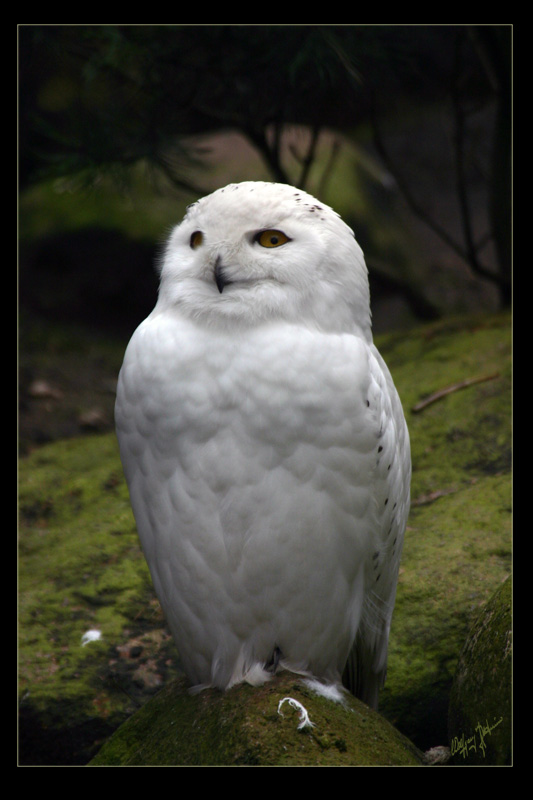 Ad:  Baykus_Hedwig.jpg
Gsterim: 665
Boyut:  135.7 KB