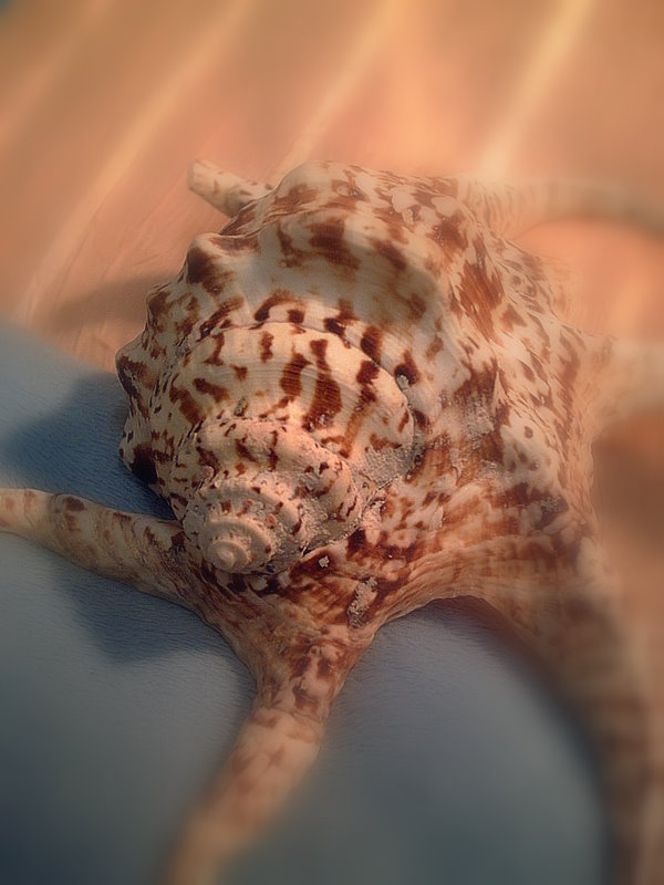 Ad:  Muschel_Deniz_kabuklari.jpg
Gsterim: 371
Boyut:  73.5 KB