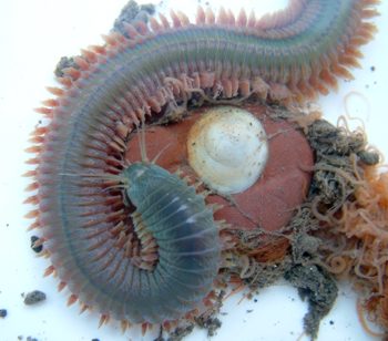 Ad: Deniz_kurdu_Errantia.jpg
Gösterim: 531
Boyut: 33.8 KB