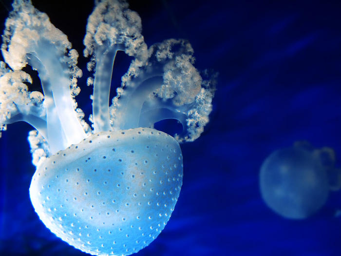 Ad:  Jellyfish.jpg
Gsterim: 505
Boyut:  53.4 KB