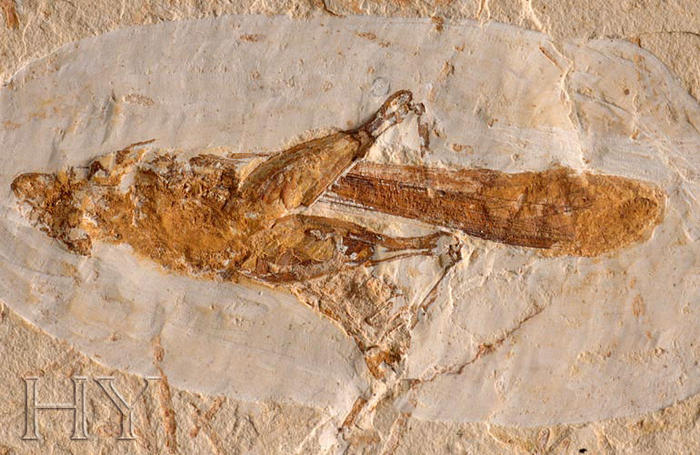 Ad:  SI0002_orthoptera_1.jpg
Gsterim: 559
Boyut:  80.9 KB