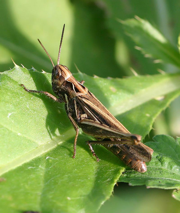 Ad:  SI_2_95_orthoptera_cekirge2.jpg
Gsterim: 579
Boyut:  86.4 KB
