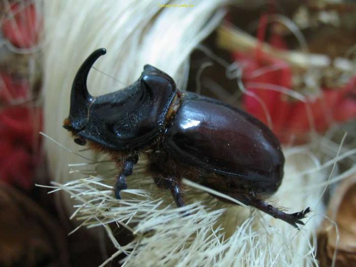 Ad: Gergedan_Bocegi.jpg
Gösterim: 486
Boyut: 42.5 KB