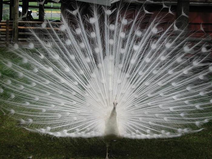 Ad: White_peacock_front_view.jpg
Gösterim: 431
Boyut: 79.6 KB Ad: White_peacock_front_view.jpg
Gösterim: 431
Boyut: 79.6 KB