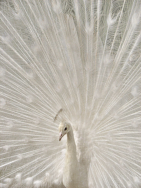 Ad: 450px-Peacock_00788-b.jpg
Gösterim: 491
Boyut: 100.4 KB Ad: 450px-Peacock_00788-b.jpg
Gösterim: 491
Boyut: 100.4 KB