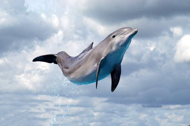 Ad: Flying___Dolphin.JPG
Gösterim: 1099
Boyut: 33.1 KB