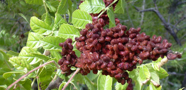 Ad: sumak.jpg
Gösterim: 1887
Boyut: 219.2 KB