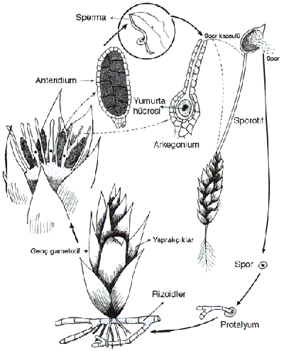 Ad:  sporla-ureme.gif
Gsterim: 1139
Boyut:  25.5 KB